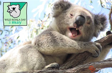 Wild Koala Day 2018: Homes For Everybody | Wild Koala Day