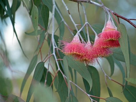 Silver Princess Growing In Gardens - Tips On Planting A Silver Princess Eucalyptus