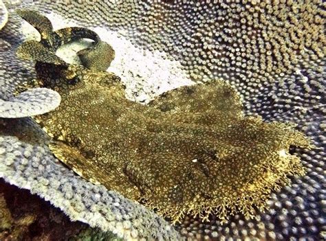 Tasselled Wobbegong Shark | Beautiful Animal Paintings