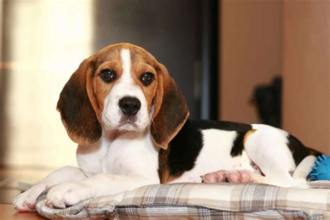 Are Beagles Good Dogs? (Pros And Cons Of The Beagle Breed)