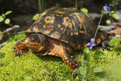 An Overview of a Box Turtle's Diet