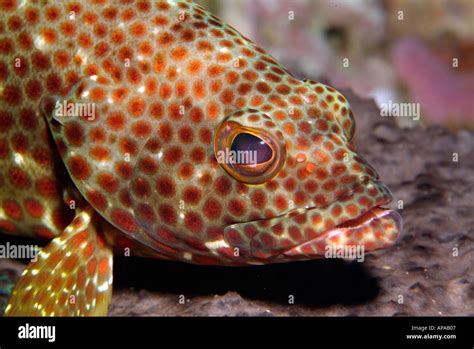 Strawberry grouper in the Gulf of Mexico, off Texas Stock Photo - Alamy