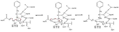 What Is The Function Of Carboxypeptidase - cloudshareinfo