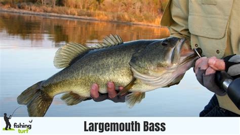 Largemouth Bass » Biology and Behavior