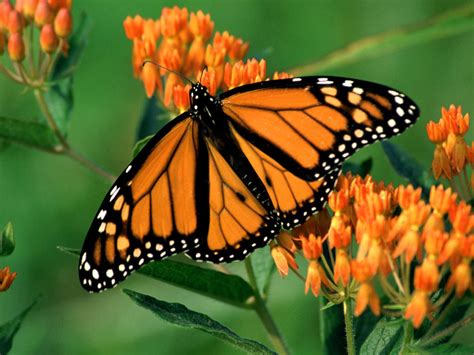 Monarch butterfly wallpaper | Amazing Wallpapers