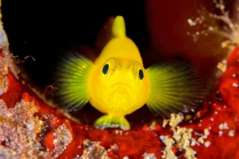 Gobies produce better camouflage when they are alone • Earth.com