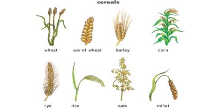 Cereal Crops - Assignment Point