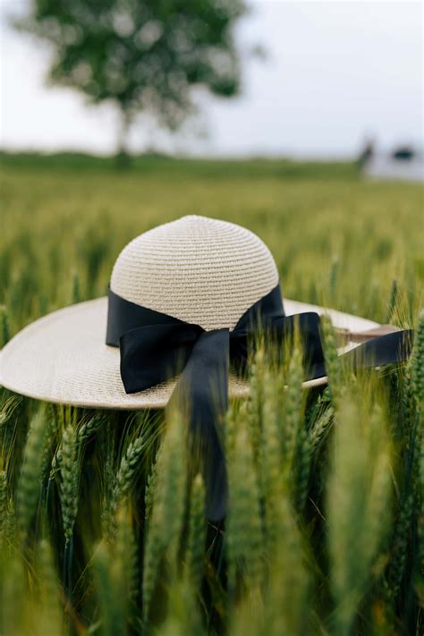 Free picture: Fancy white straw hat with black ribbon on top of wheat in wheat field