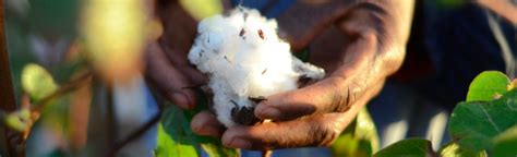 Multiple African Countries: Cotton made in Africa (CmiA) - Better Cotton Initiative