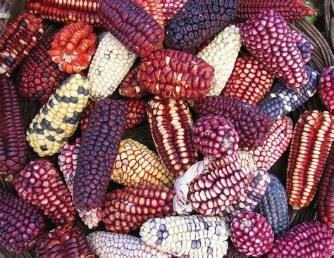 peruvian corn - pisac, peru | Peruvian cuisine, Peruvian recipes ...