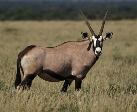 oryx – BirdLife eThekwini KZN