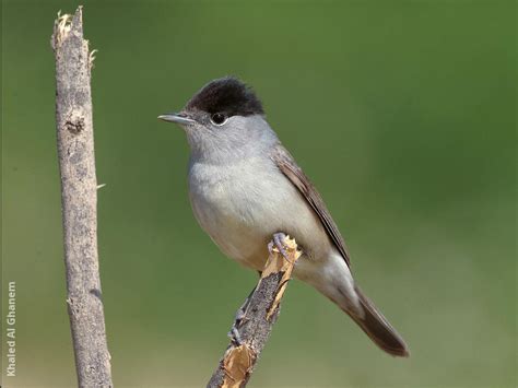 Eurasian Blackcap | KuwaitBirds.org