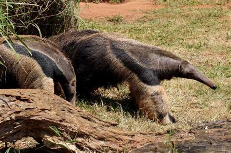 Giant Anteater Facts, Pictures & In-Depth Information For Kids & Adults