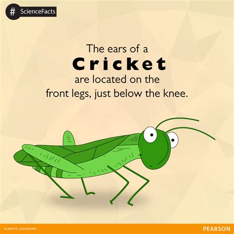Discover the Fascinating World of Crickets
