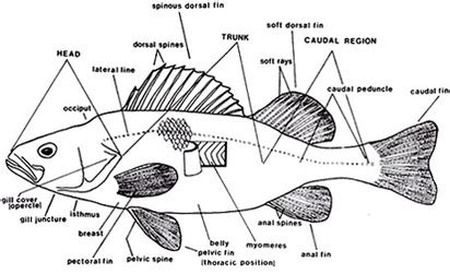 Orders - Class actinopterygii