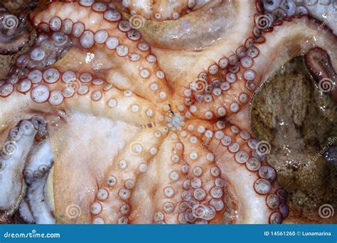 Octopus Cephalopods Texture Macro Closeup Stock Photo - Image of fishing, marine: 14561260