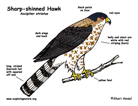 Hawk (Sharp-shinned)