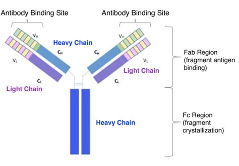 Appreciating antibody diversity: unexpected isotypes found in response to primary infection ...