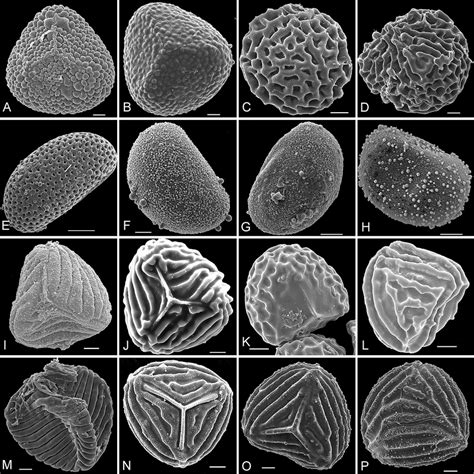 Spores of Lygodiaceae, Schizaeaceae and Anemiaceae. A–D, Lygodium: A,... | Download Scientific ...