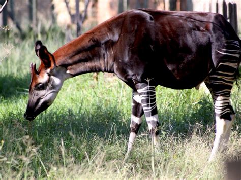 Okapis by dylan sprinz