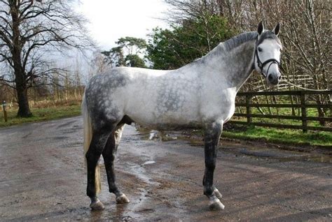 Dutch Warmblood Dapple Grey Horse Jumping