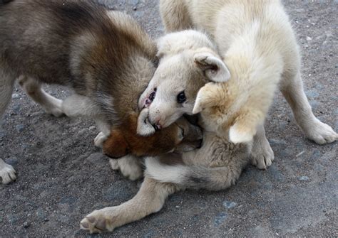 File:Greenland Husky Puppies (3978353161).jpg - Wikimedia Commons