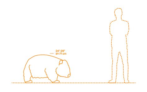 Common Wombat (Vombatus ursinus) Dimensions & Drawings | Dimensions.com