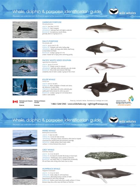 Whale, Dolphin & Porpoise Identification Guide | PDF | Whales | Dolphin