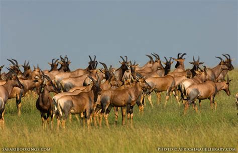 Serengeti NP Wildlife Photos – Images & Pictures