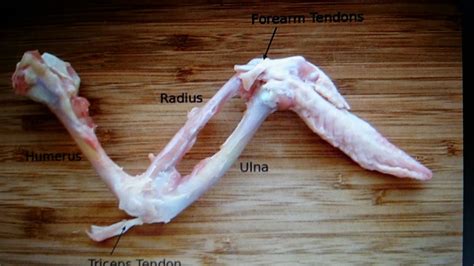 human parts radius bone anatomy