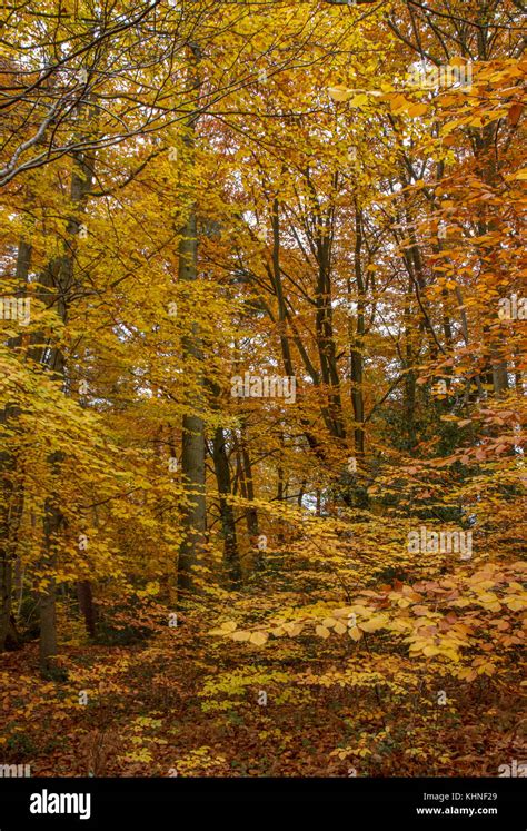 Autumn colour in the woods Stock Photo - Alamy