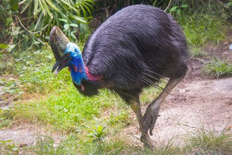 Emu vs cassowary: one has a dagger-like claw, the other explosive ...