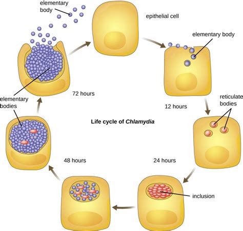 4.2 – Proteobacteria – Microbiology 201