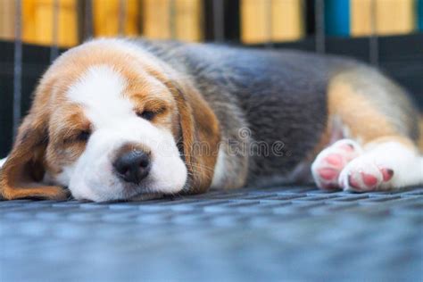 Cute Puppy Beagle sleeping stock photo. Image of beagle - 64115188