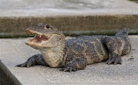 The Chinese alligator is a species of alligator native to China. It is ...