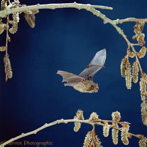 Pipistrelle Bat photo WP11453