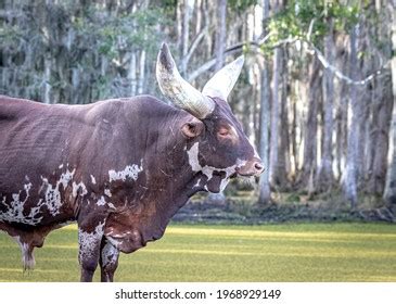 430 Sanga cattle Images, Stock Photos & Vectors | Shutterstock