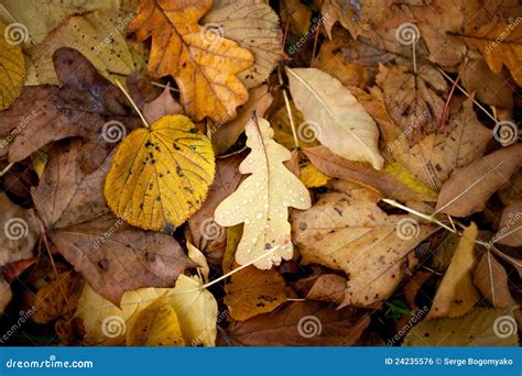 Fall oak leaves background stock photo. Image of brown - 24235576