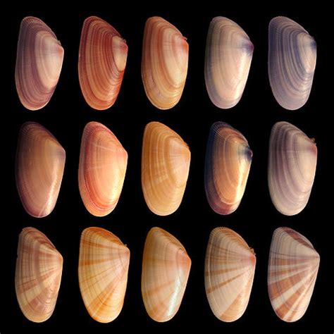 Difference Between Genetic Variation and Environmental Variation | Compare the Difference ...