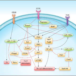 | Regulation of T follicular helper cell differentiation and function... | Download Scientific ...