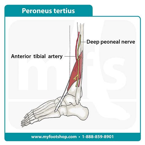 Peroneus Tertius Muscle | Lower extremity anatomy | MyFootShop.com