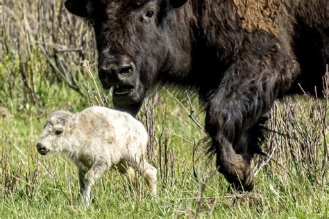 Reported birth of rare white buffalo calf in Yellowstone park fulfills ...