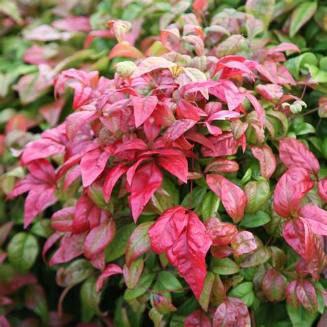 Buy heavenly bamboo Nandina domestica Fire Power: £14.99 Delivery by Crocus