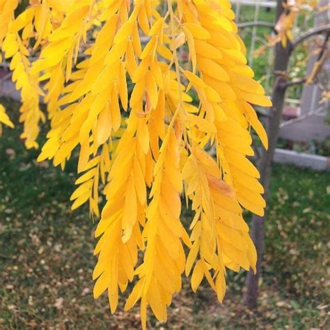 Shademaster Honeylocust | Honey locust, Fast growing trees, Honey locust tree