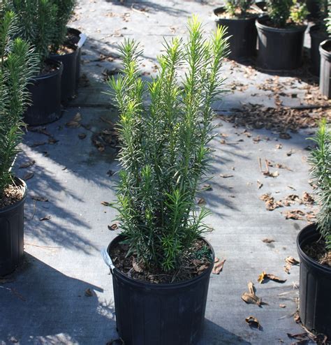 Cephalotaxus Fastigiata - Johnson Nursery Corporation