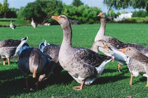 8 Things to Consider Before Raising Geese