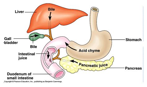 What major organs are components of the digestive tract? What are the ...