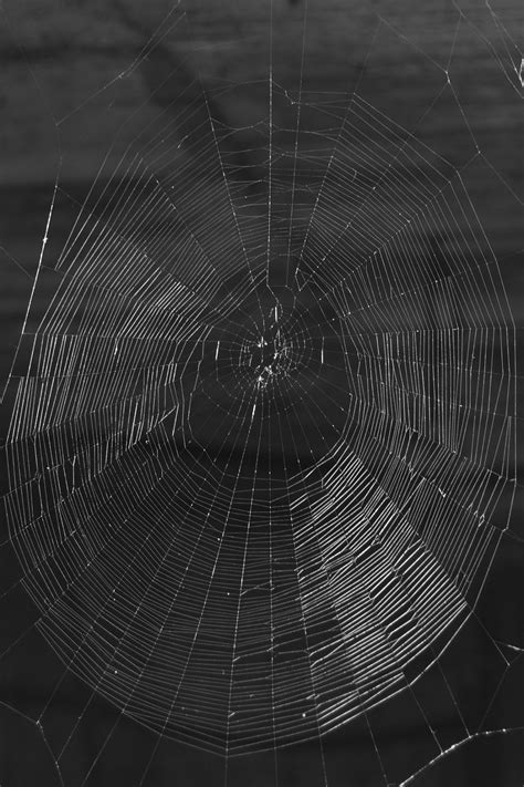 Free Images : black and white, pattern, line, material, circle, invertebrate, spider web ...