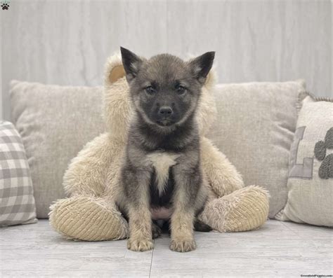 Norwegian Elkhound Puppies for Sale | Greenfield Puppies