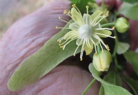 Lime Tree Flowers - Tree Guide UK Lime tree flowers